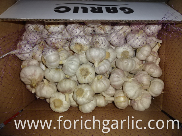 Normal White Garlic